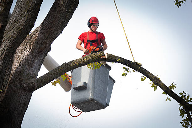 Best Best Tree Removal Services  in Riverwoods, IL